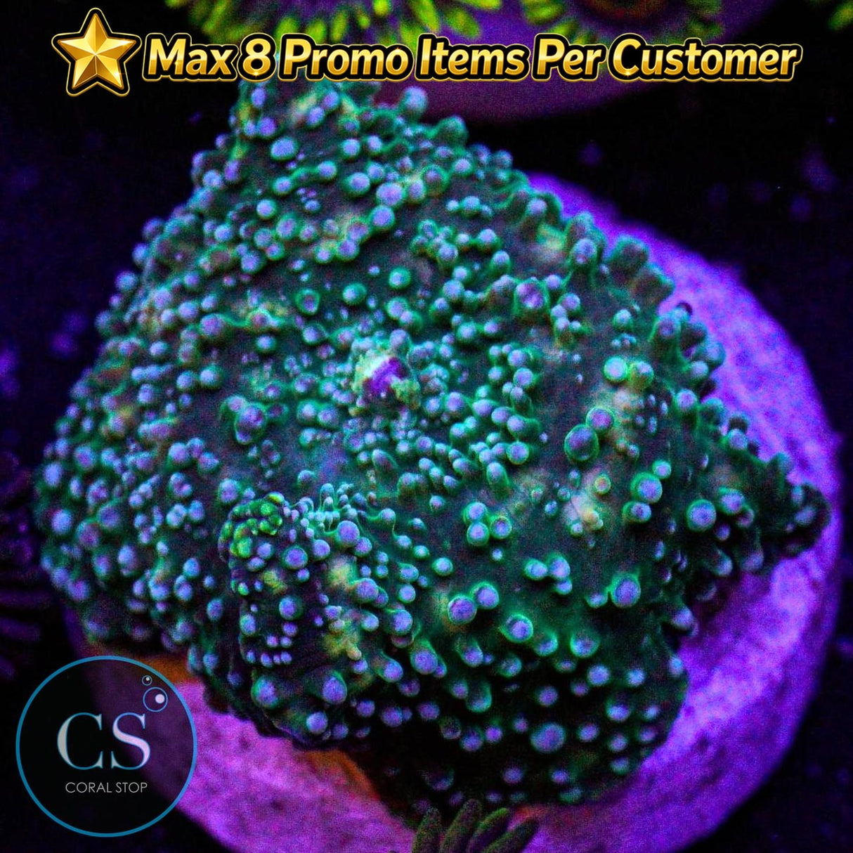 Brass Leopard Mushroom