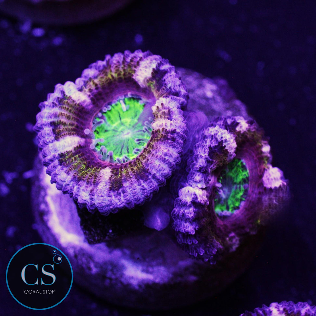 Purple Heart Acan