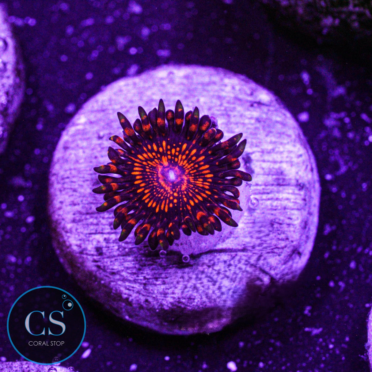 Campfire Zoa