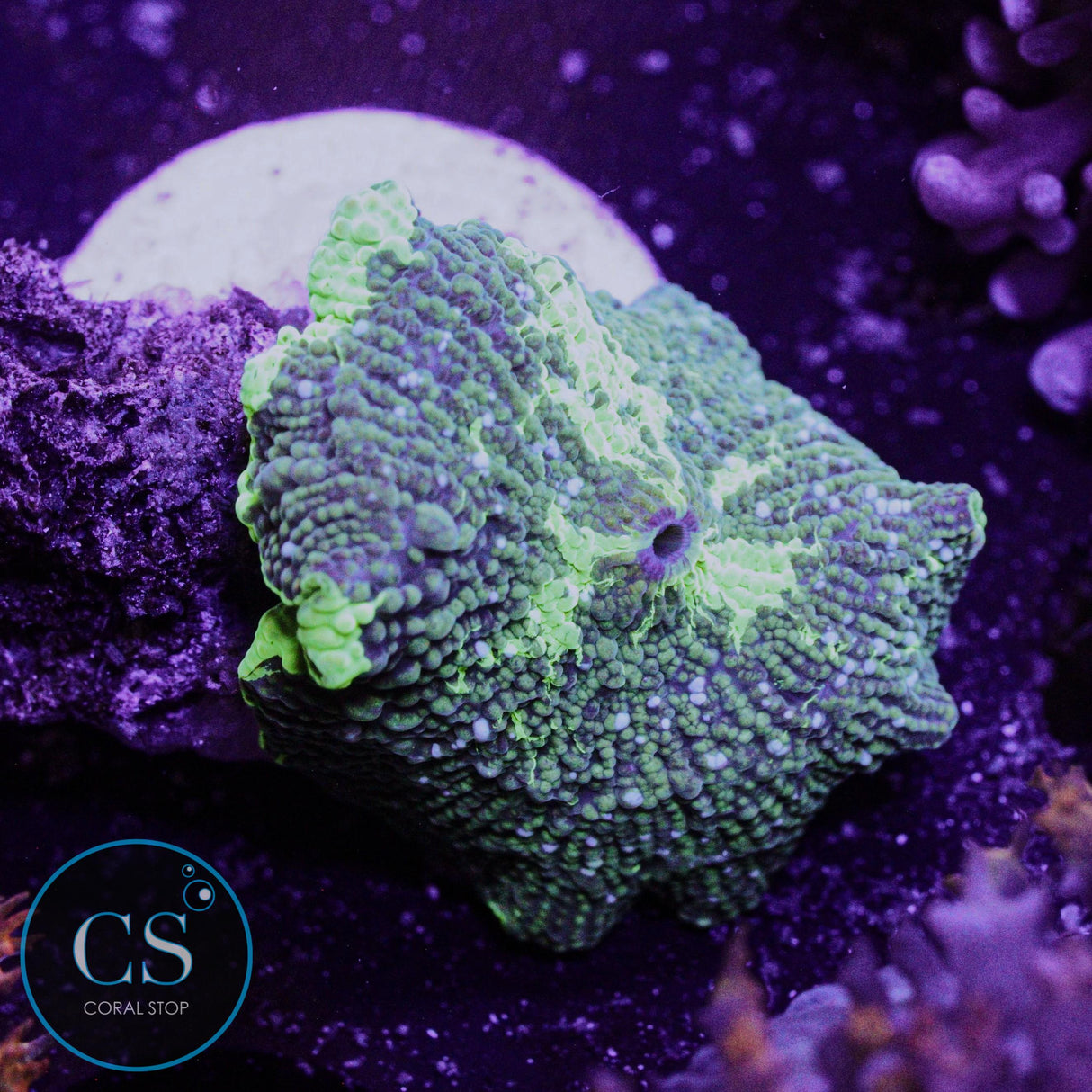 Blue Spot Kryptonite Jawbreaker Mushroom