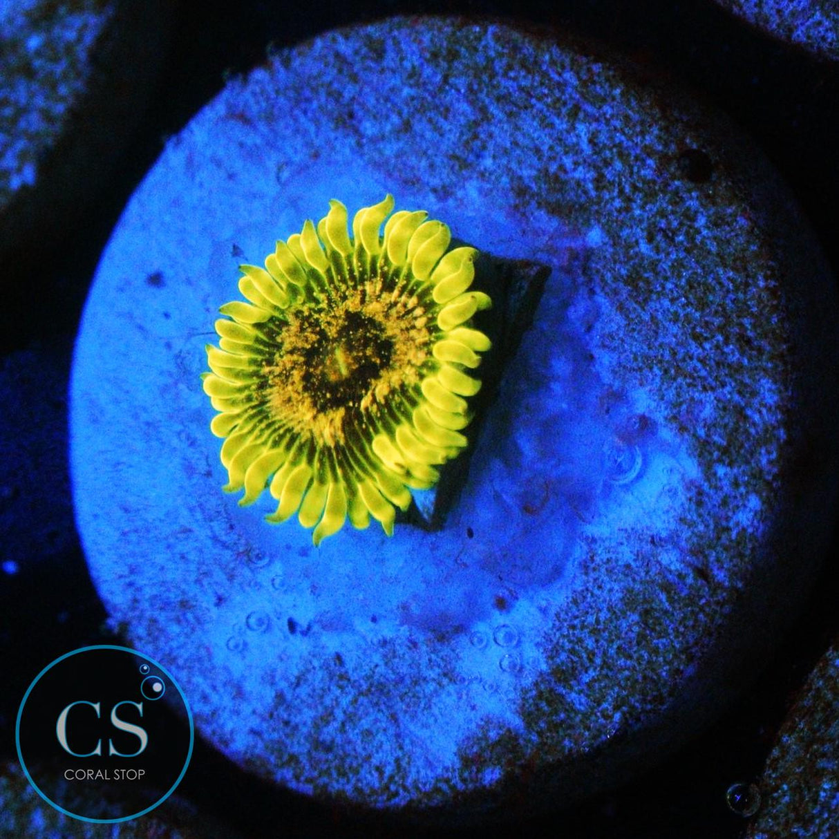 IA PURPLE VELOUR ZOA