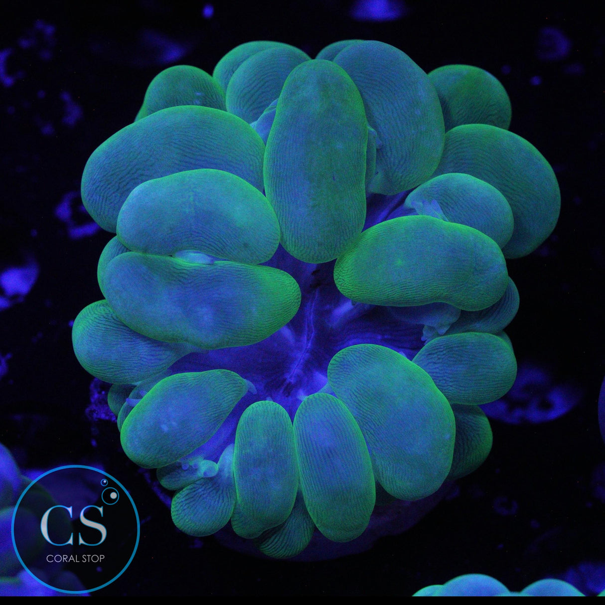 2" GREEN BUBBLE CORAL