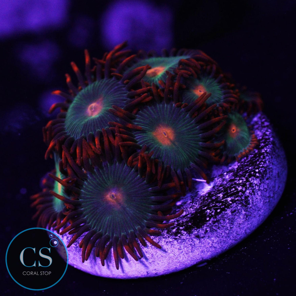 Gatorade Zoa