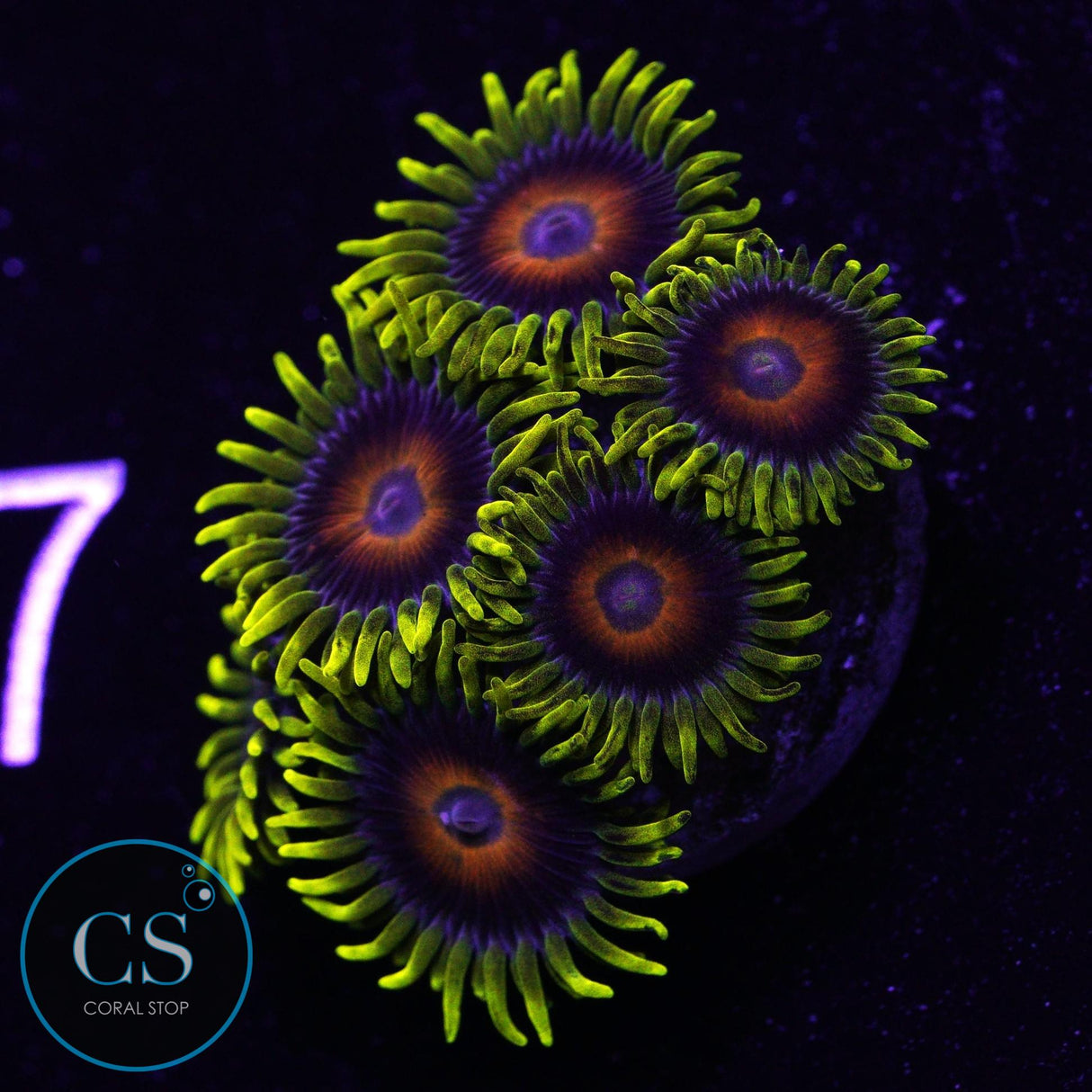 Eagle Eye Zoa
