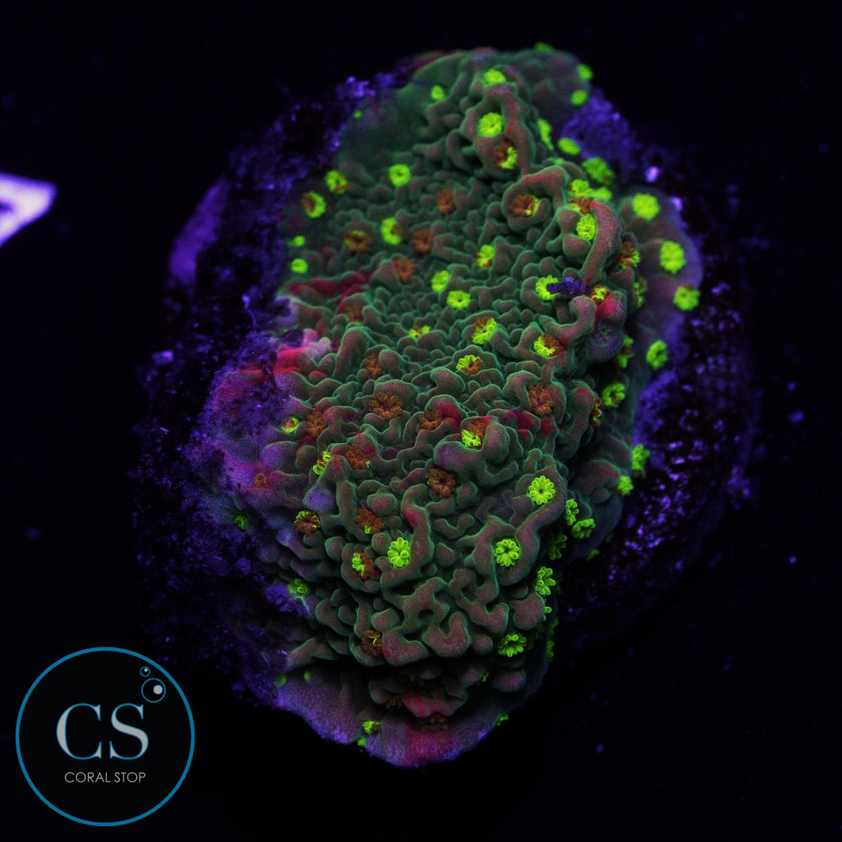WWC Sunfire Grafted Montipora