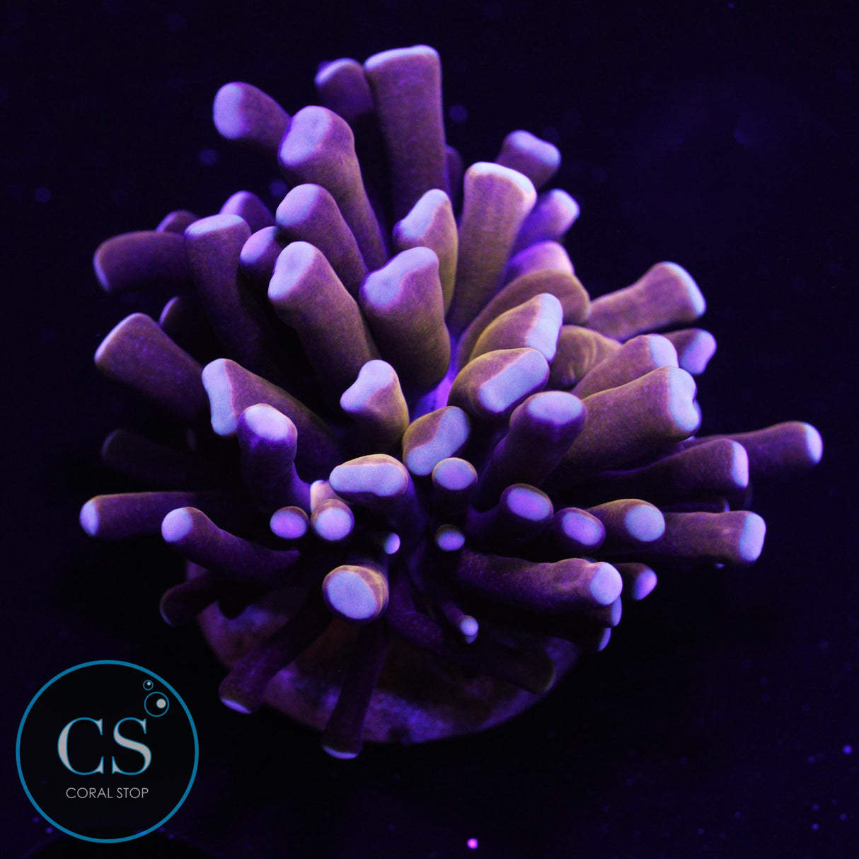 Banana Gold Cristata Torch