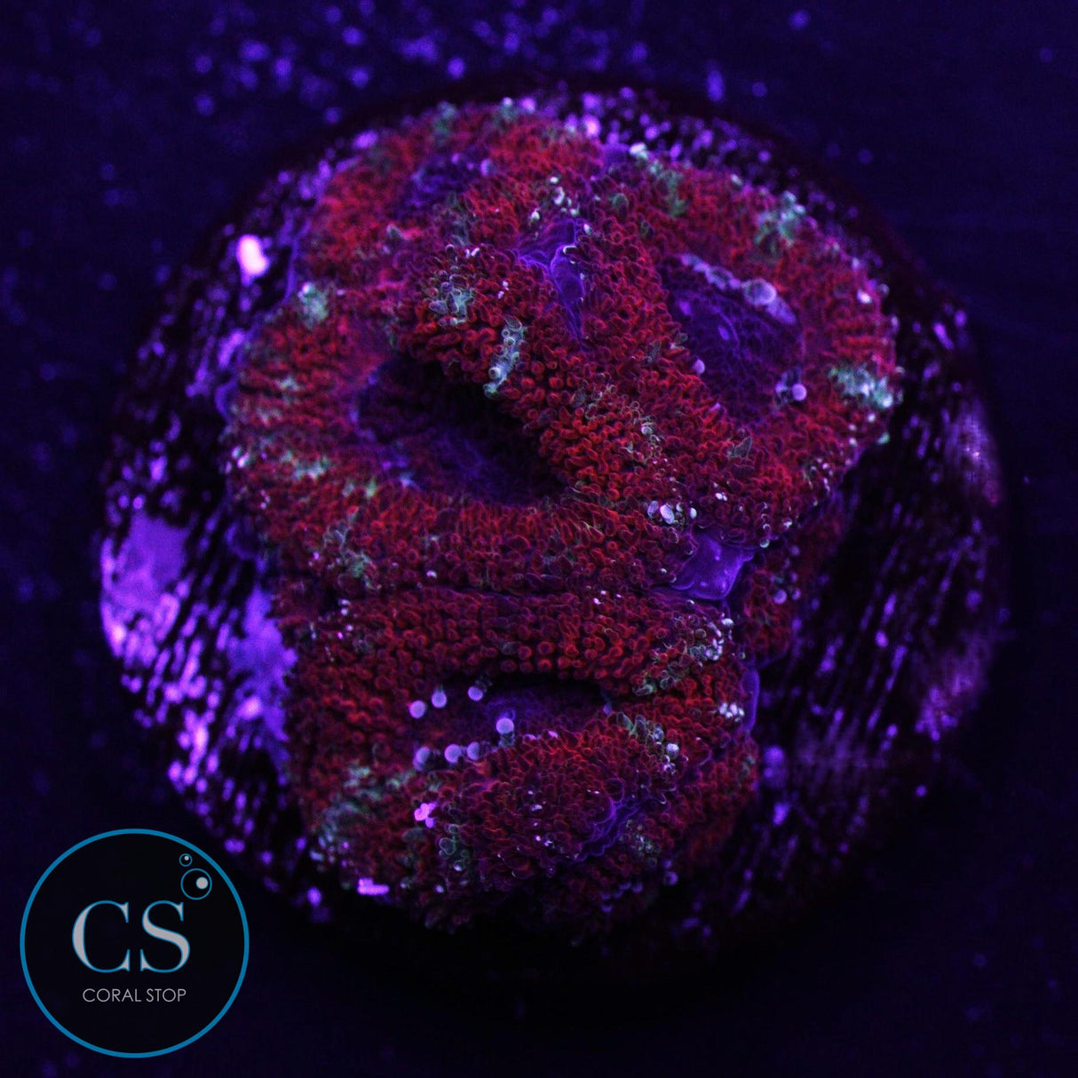 Peppermint Micromussa