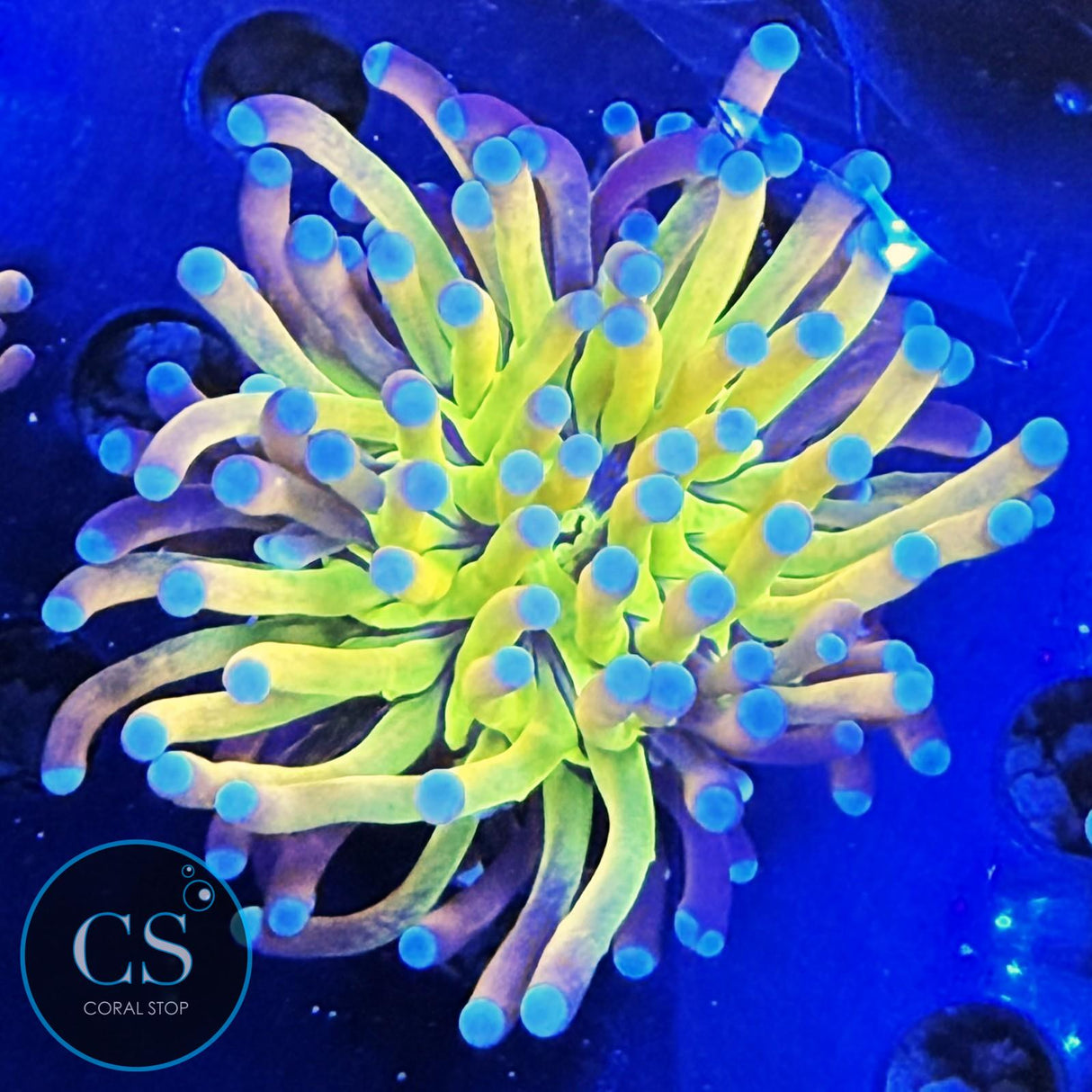 Reverse Holy Grail Tiger Torch