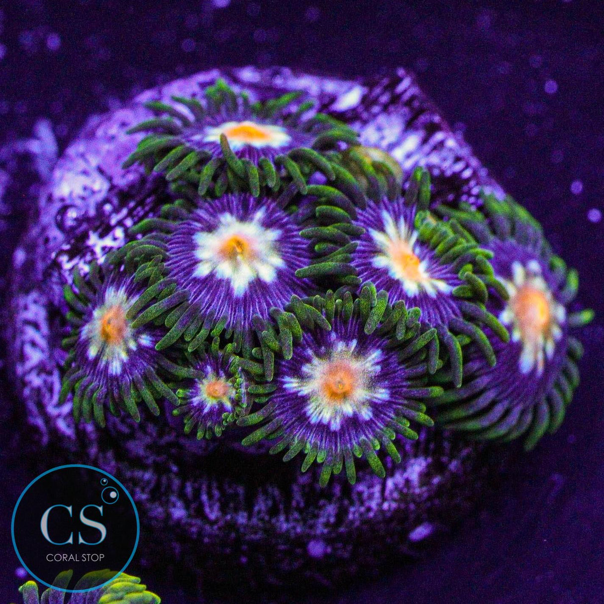 JF Stargazer Zoa