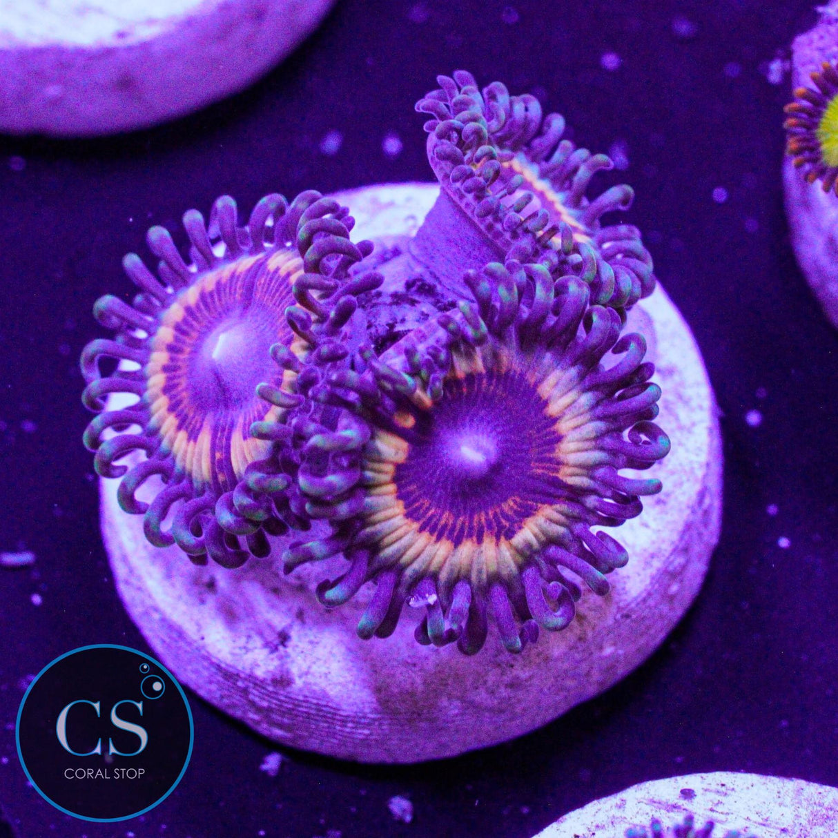 Sonic Flare Zoa
