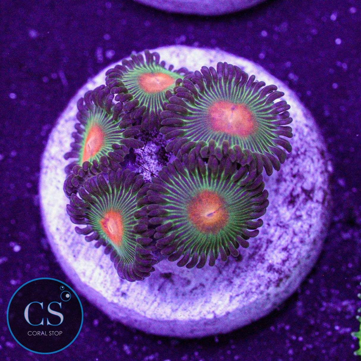 Green Bay Packers Zoa