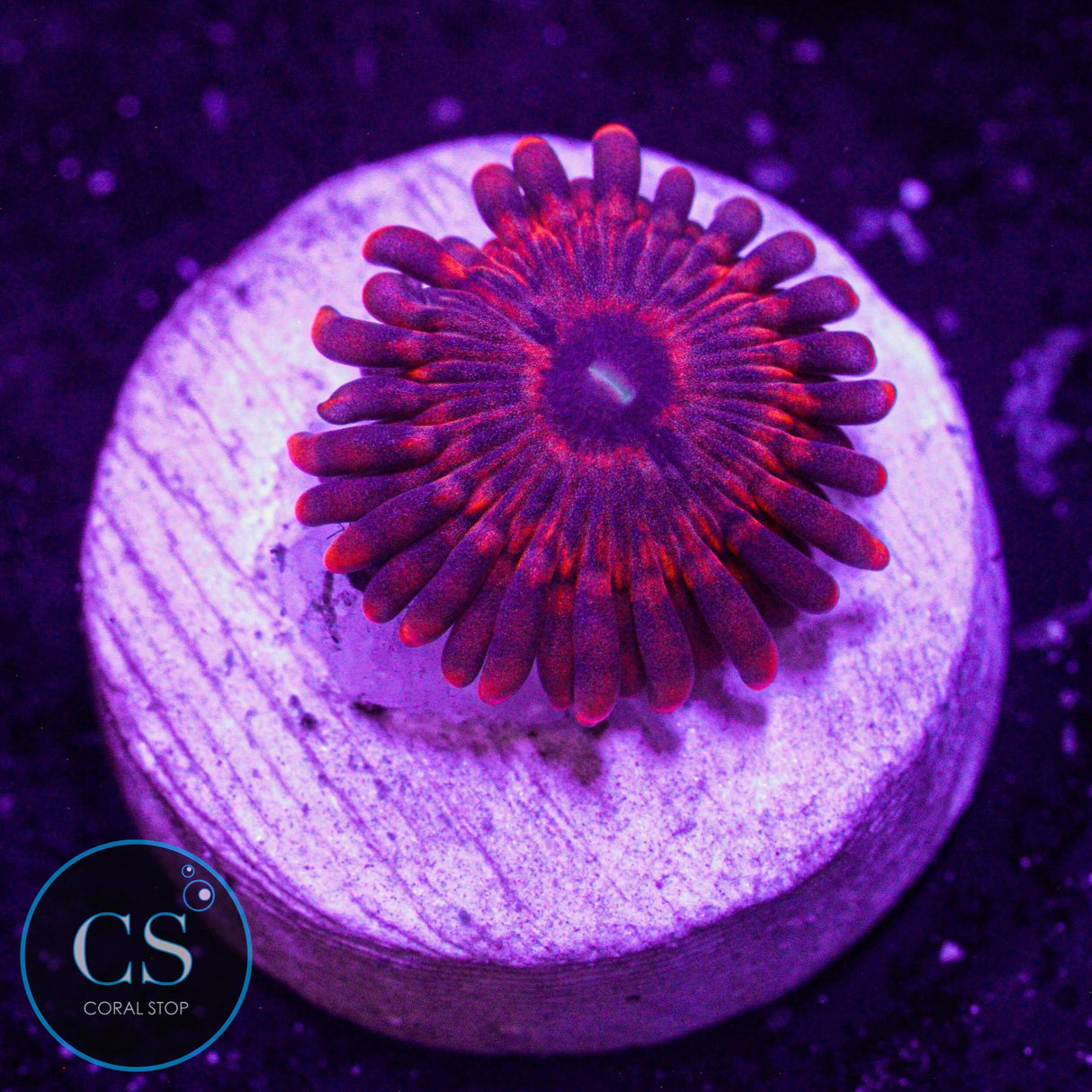 ARC Playdoh Zoa