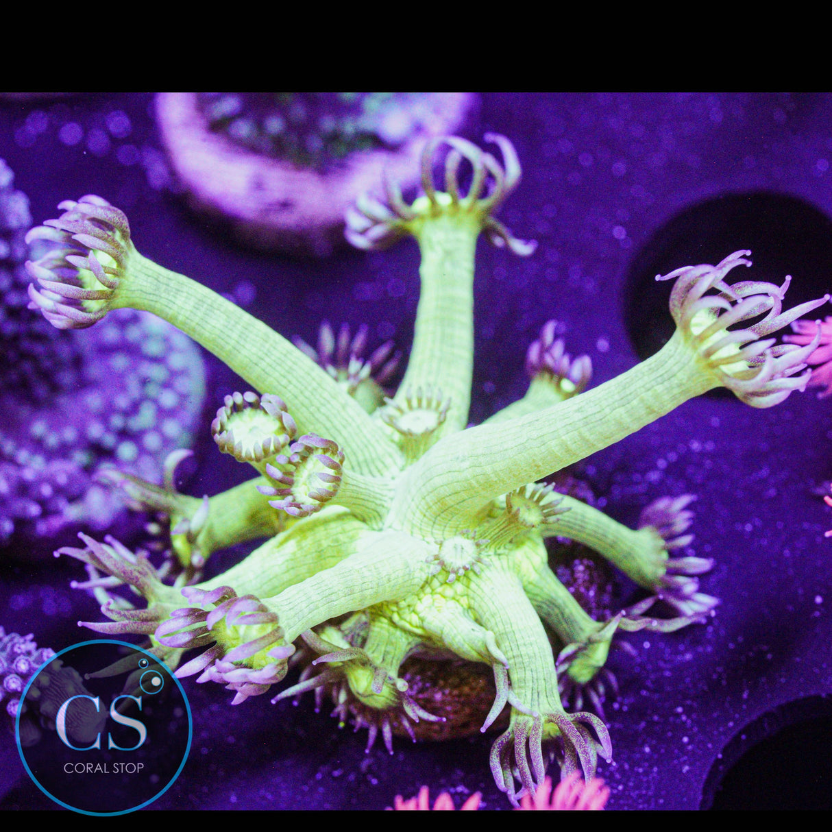 Pseudo Glitter Goniopora