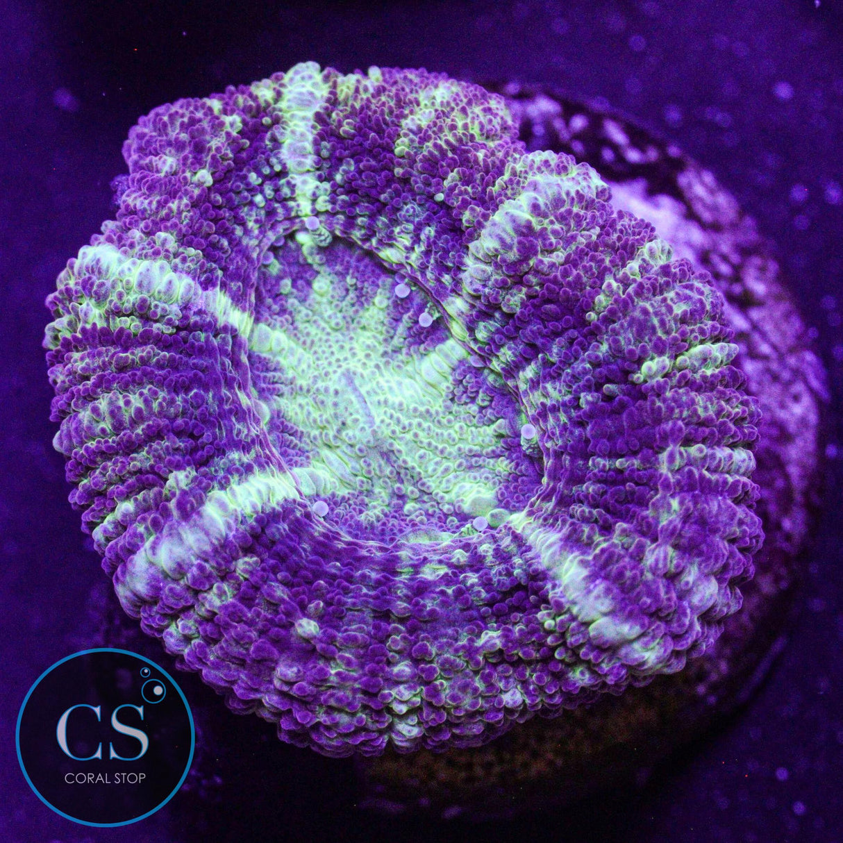 Pirate's Loot Asian Acan