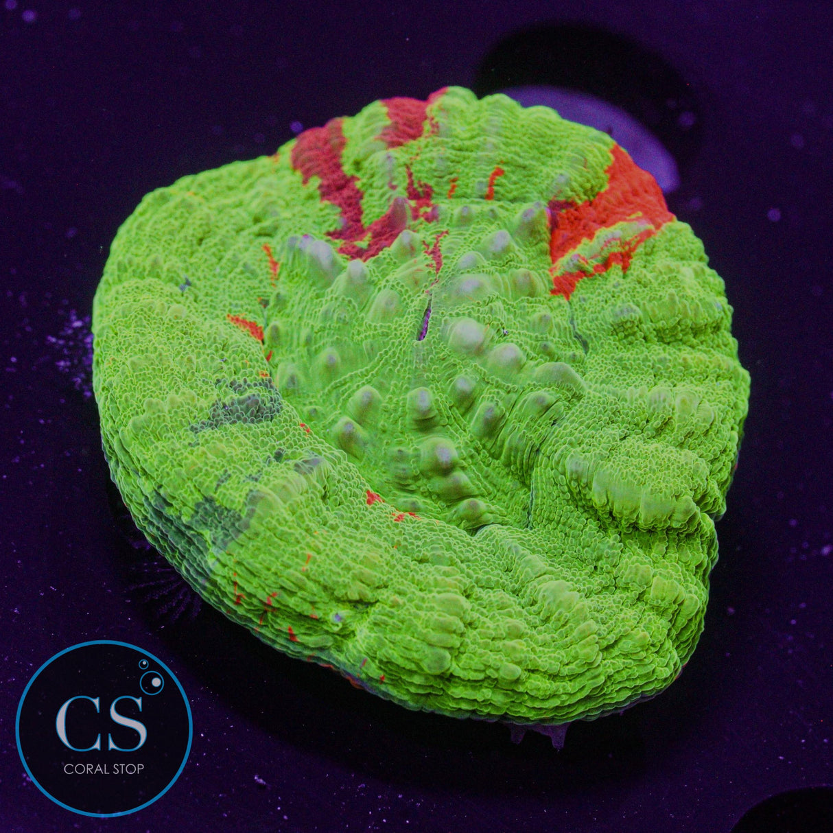3 Color Bleeding Apple Scoly
