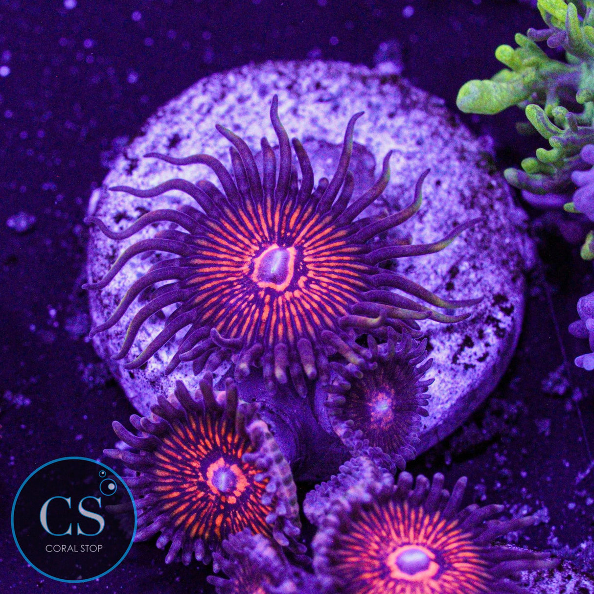 Nightcrawler Zoa