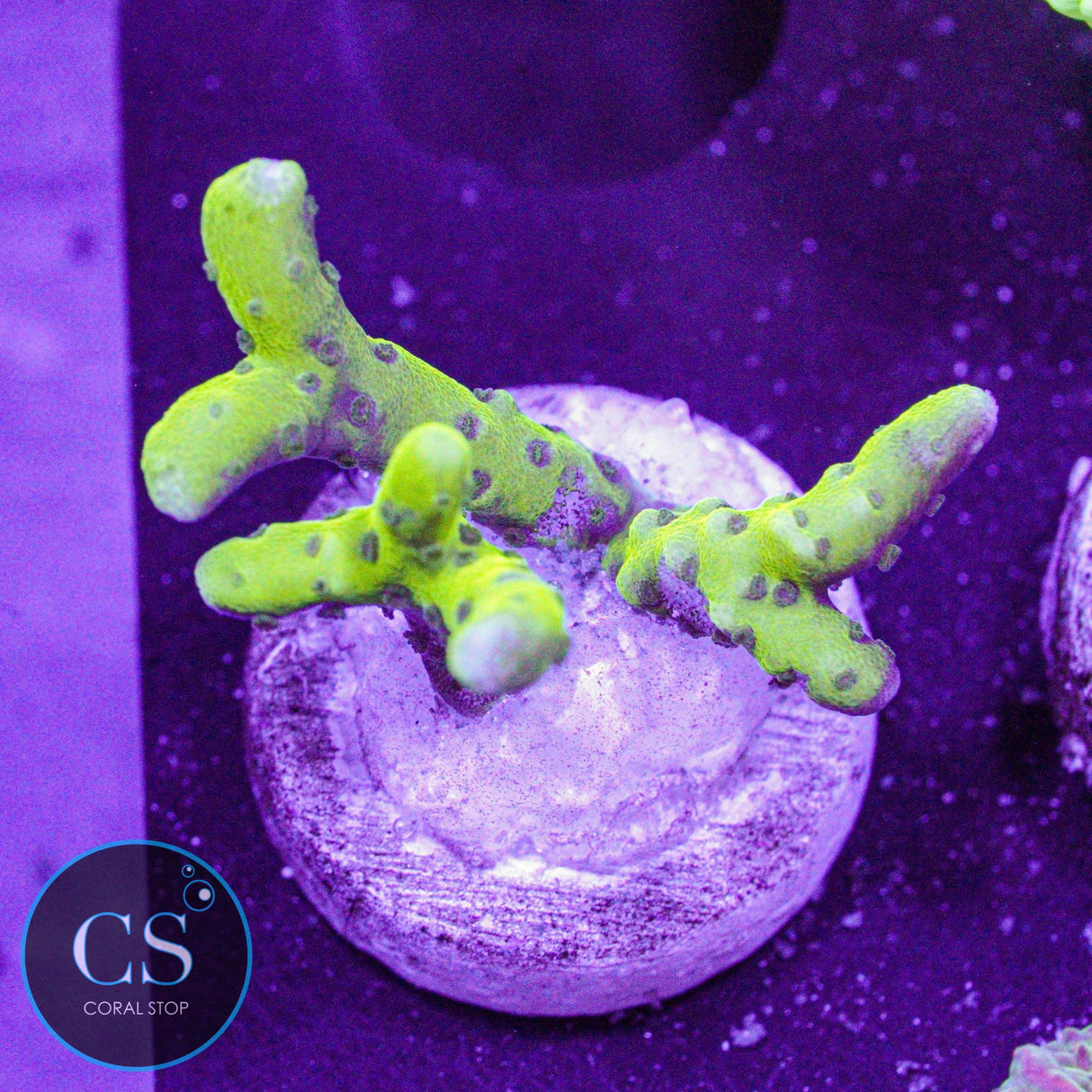Goldenrod Anacropora