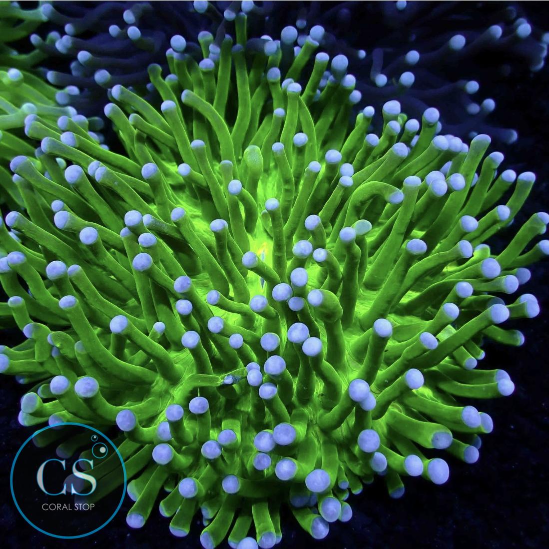 LONG TENTACLE PLATE HELIOFUNGIA