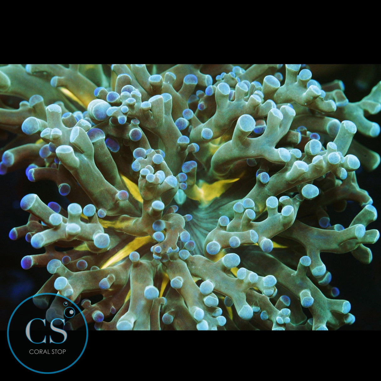 GOLD MOUTH FROGSPAWN