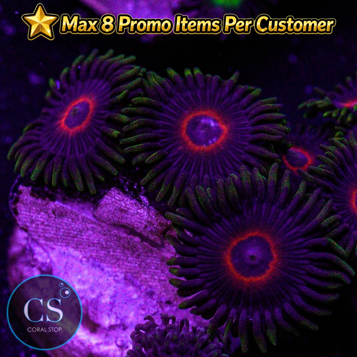 Purple Heart Zoa