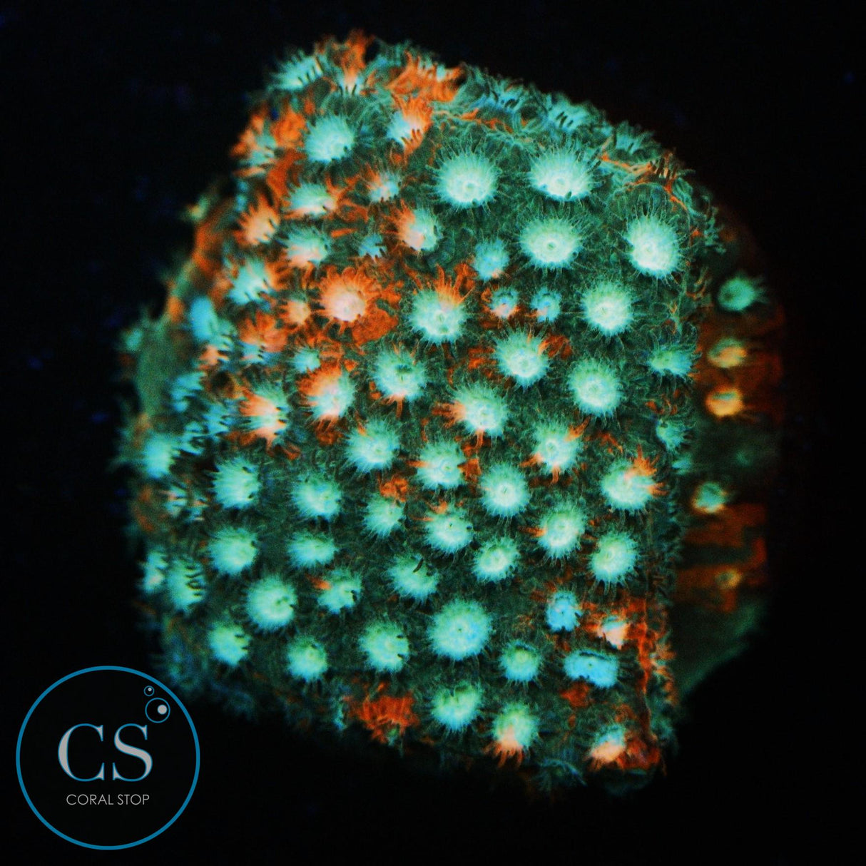 JF FENDER BENDER CYPHASTREA