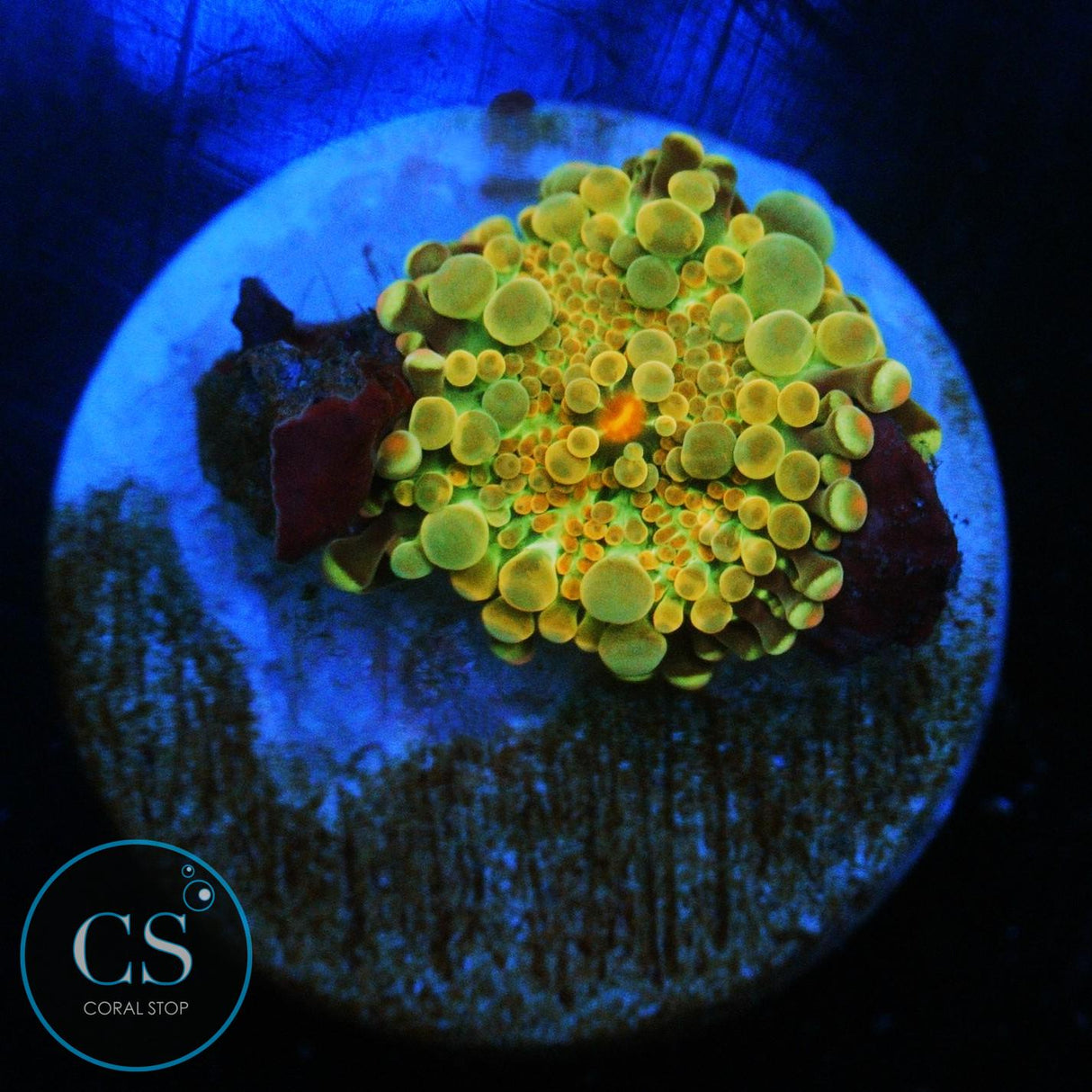 RAINBOW MALAYSIAN YUMA MUSHROOM