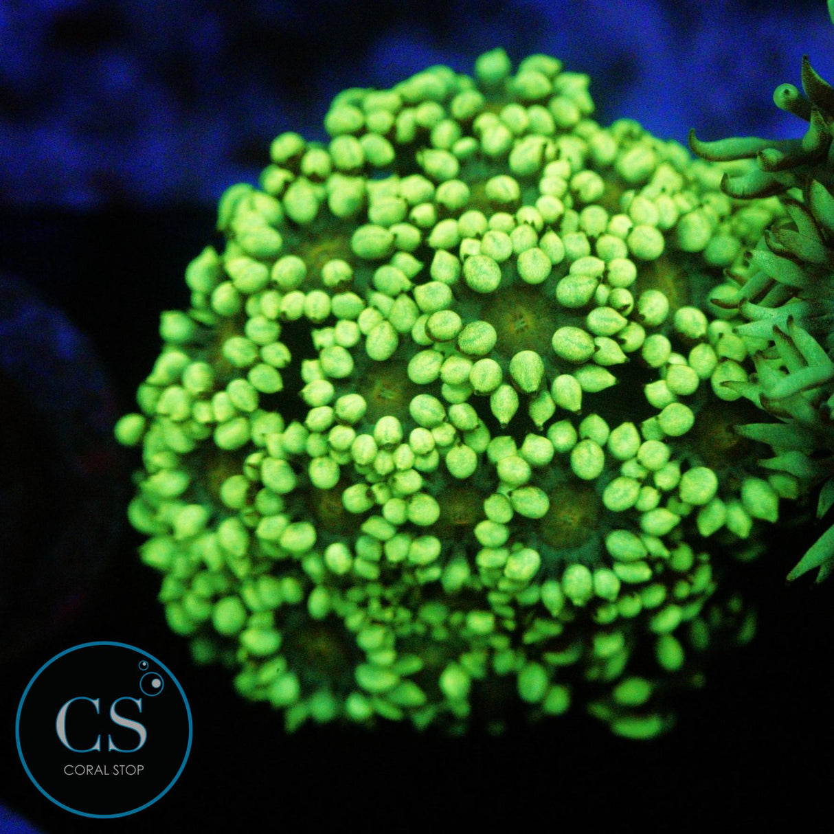 GREEN DAISY GONI