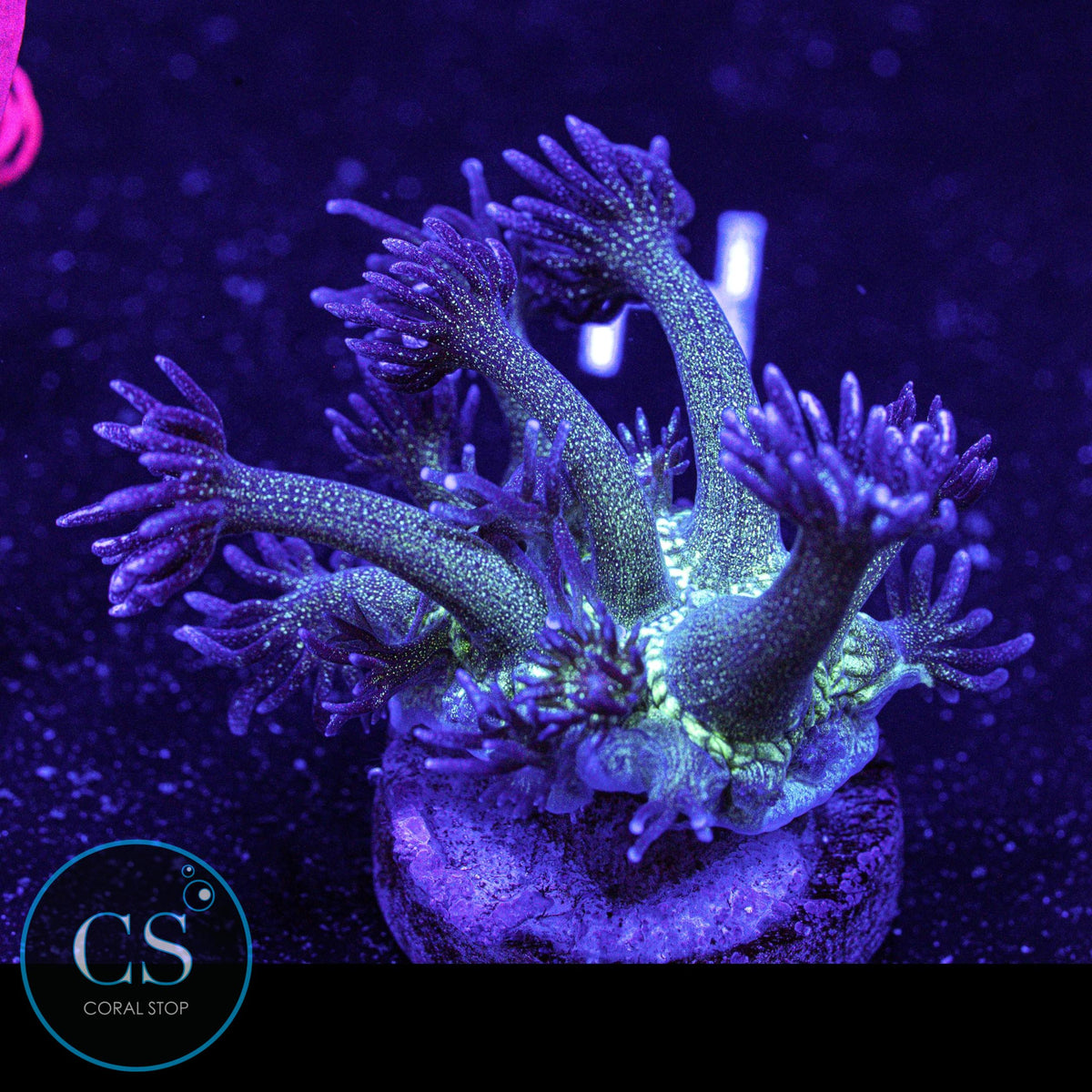 Glitter Bomb Goniopora