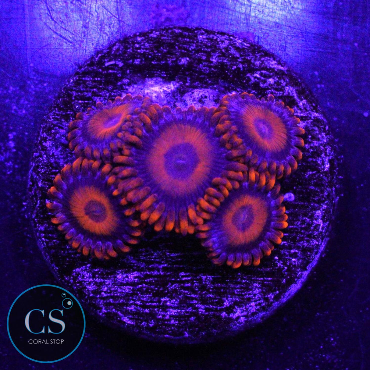 ORANGE OXIDE ZOA