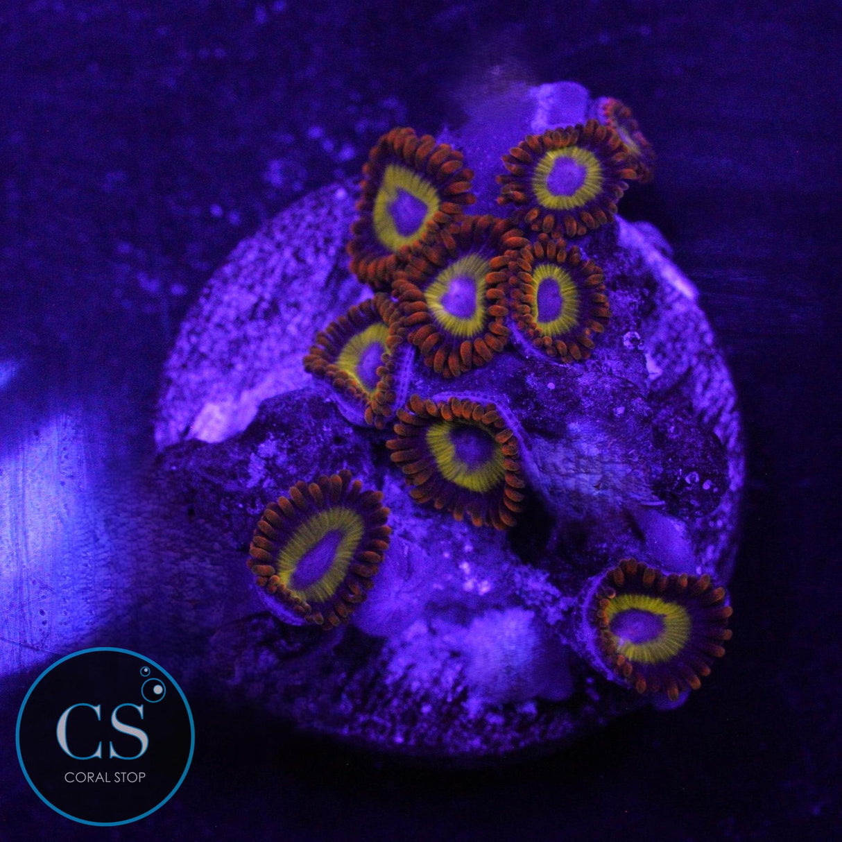 FRUIT LOOPS ZOA