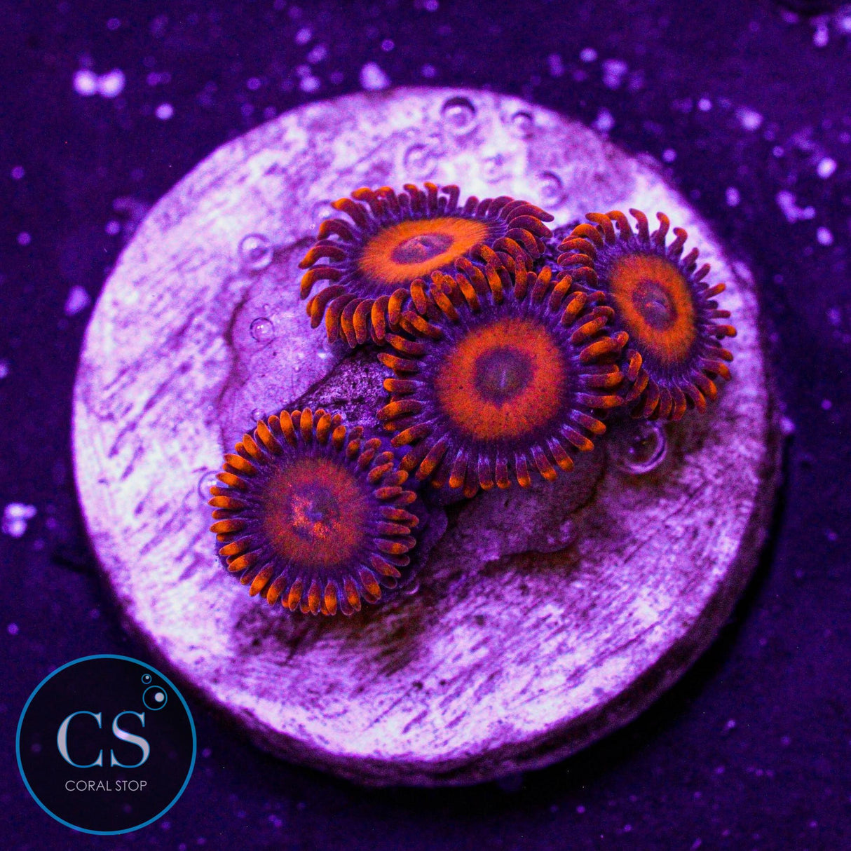 Orange Oxide Zoa