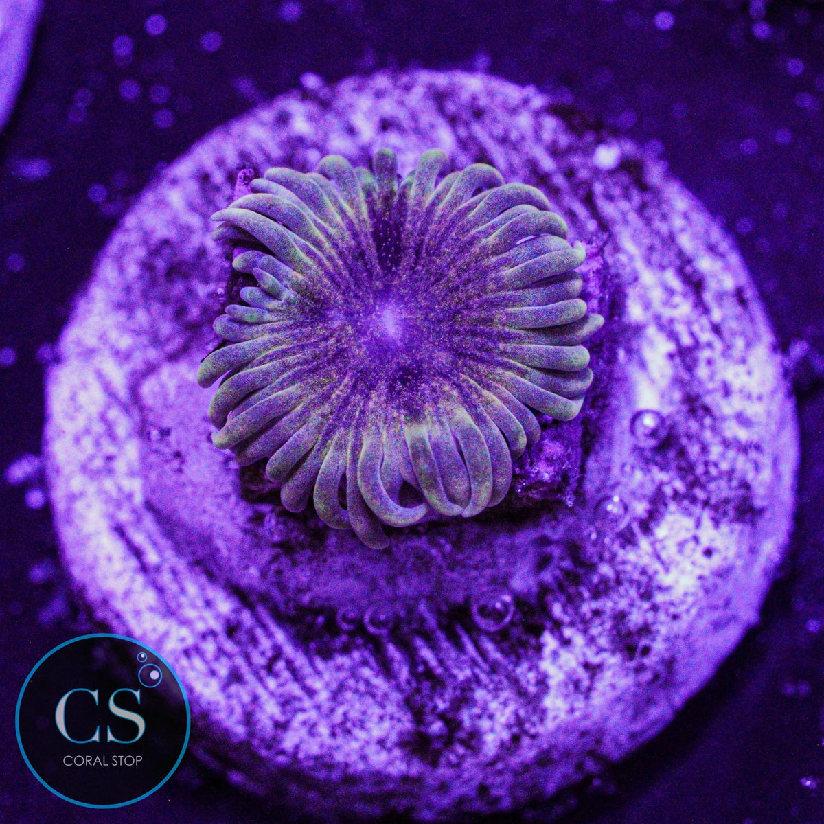IA Meteor Dust Zoa