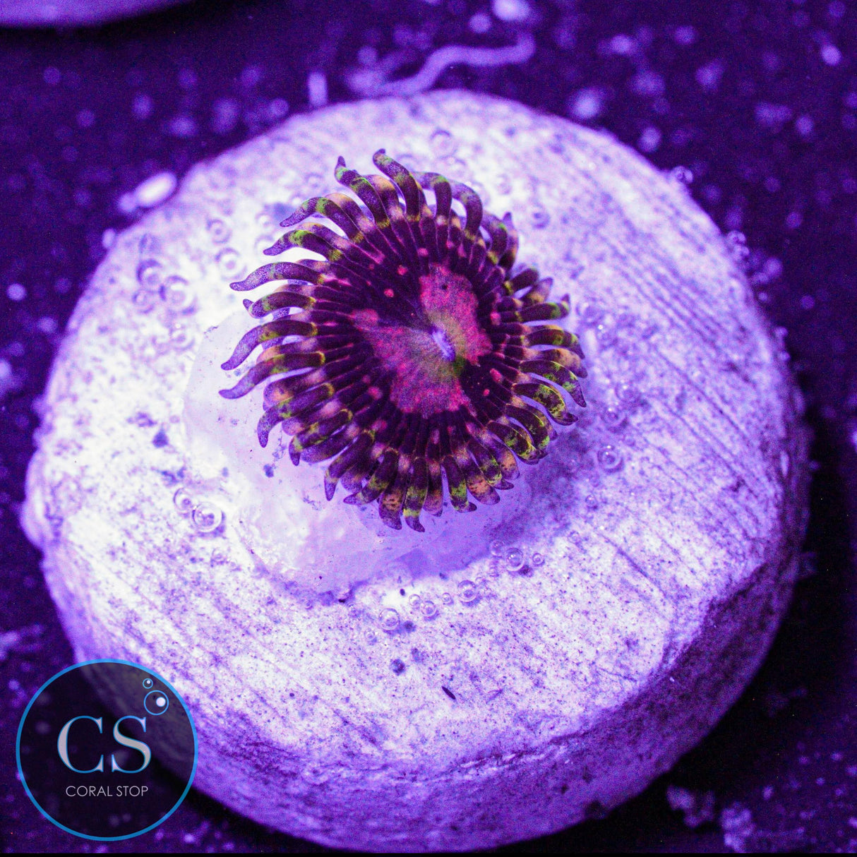 Big R Space Chaos Zoa