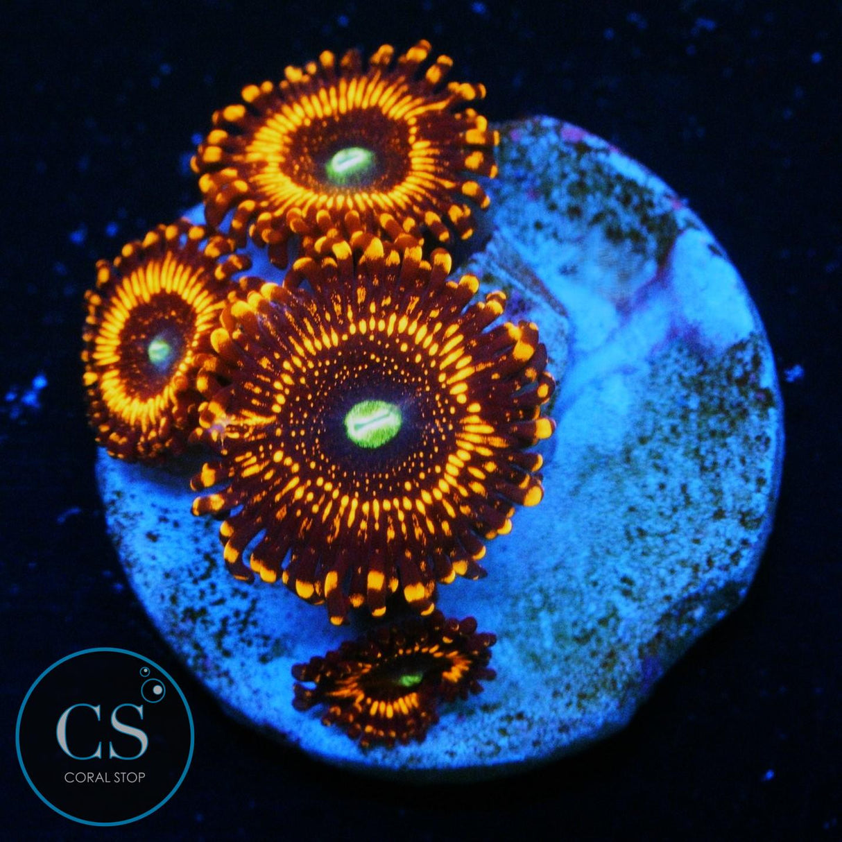 WWC ILLUMINATI ZOA