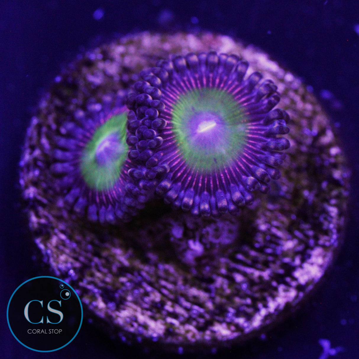 CANDY APPLE PINK ZOA