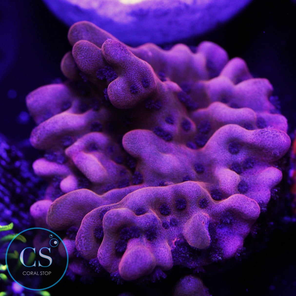 CB FLAMING PHOENIX MONTI