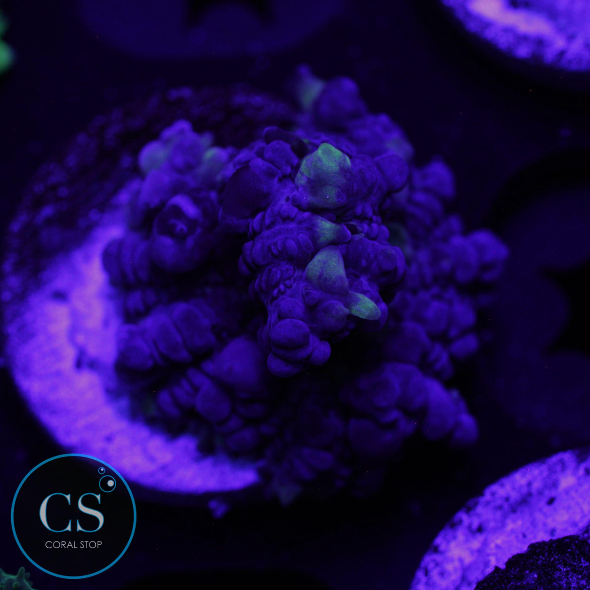 CS GRIMACE BOUNCE MUSHROOM