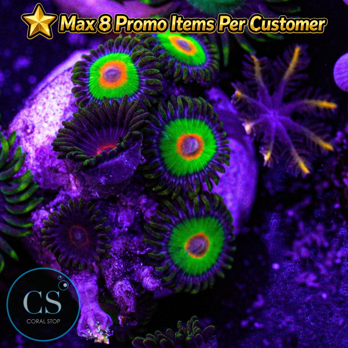 Combo Zoa