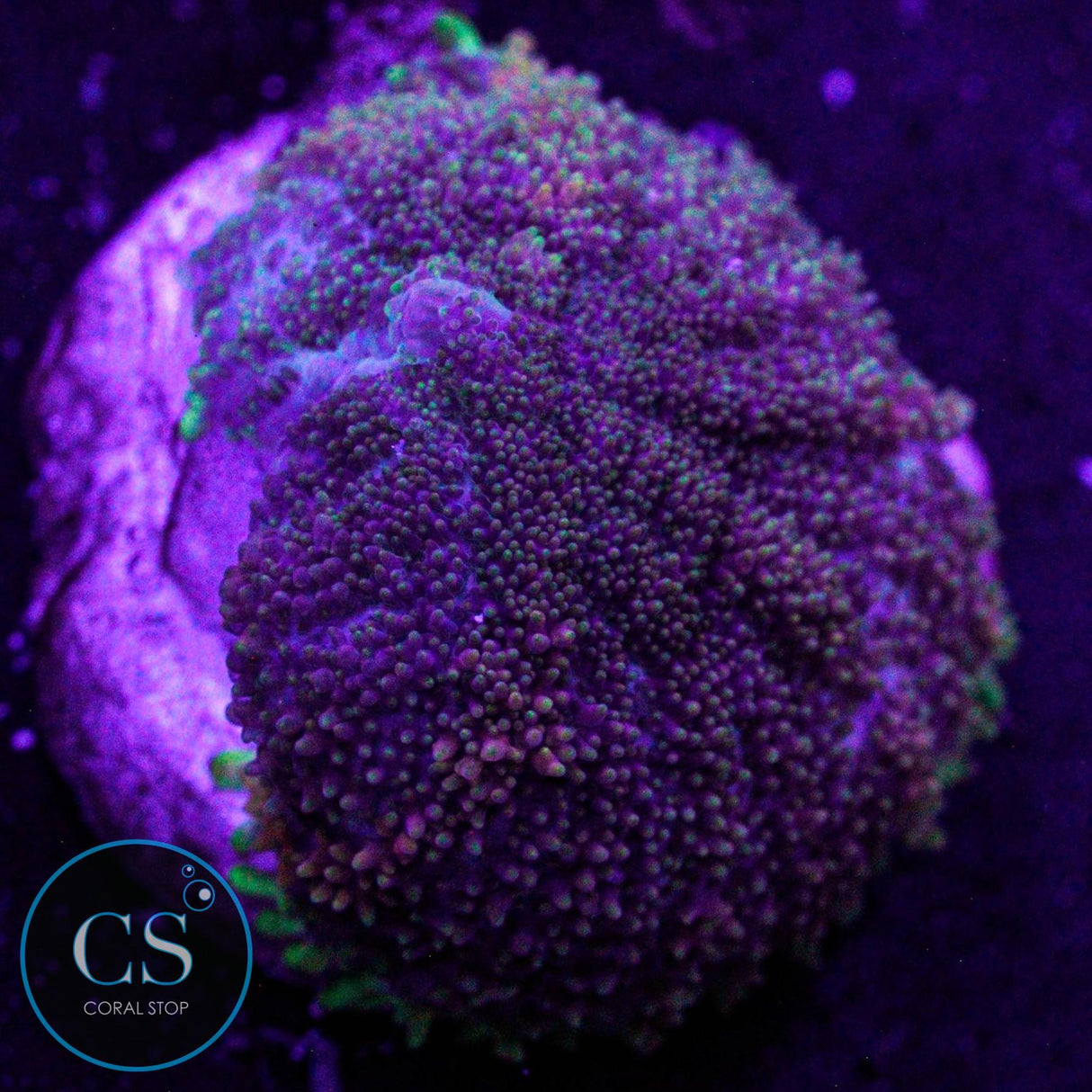 CS Midnight Embers Mushroom