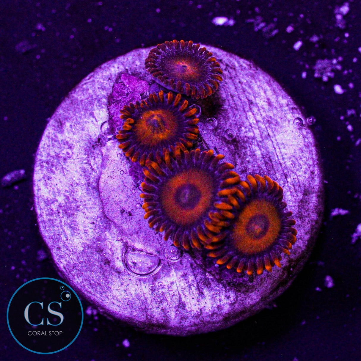 Orange Oxide Zoa