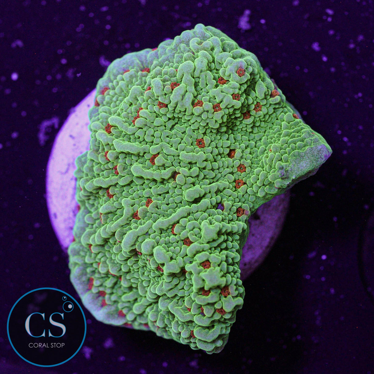 Seasons Greetings Montipora