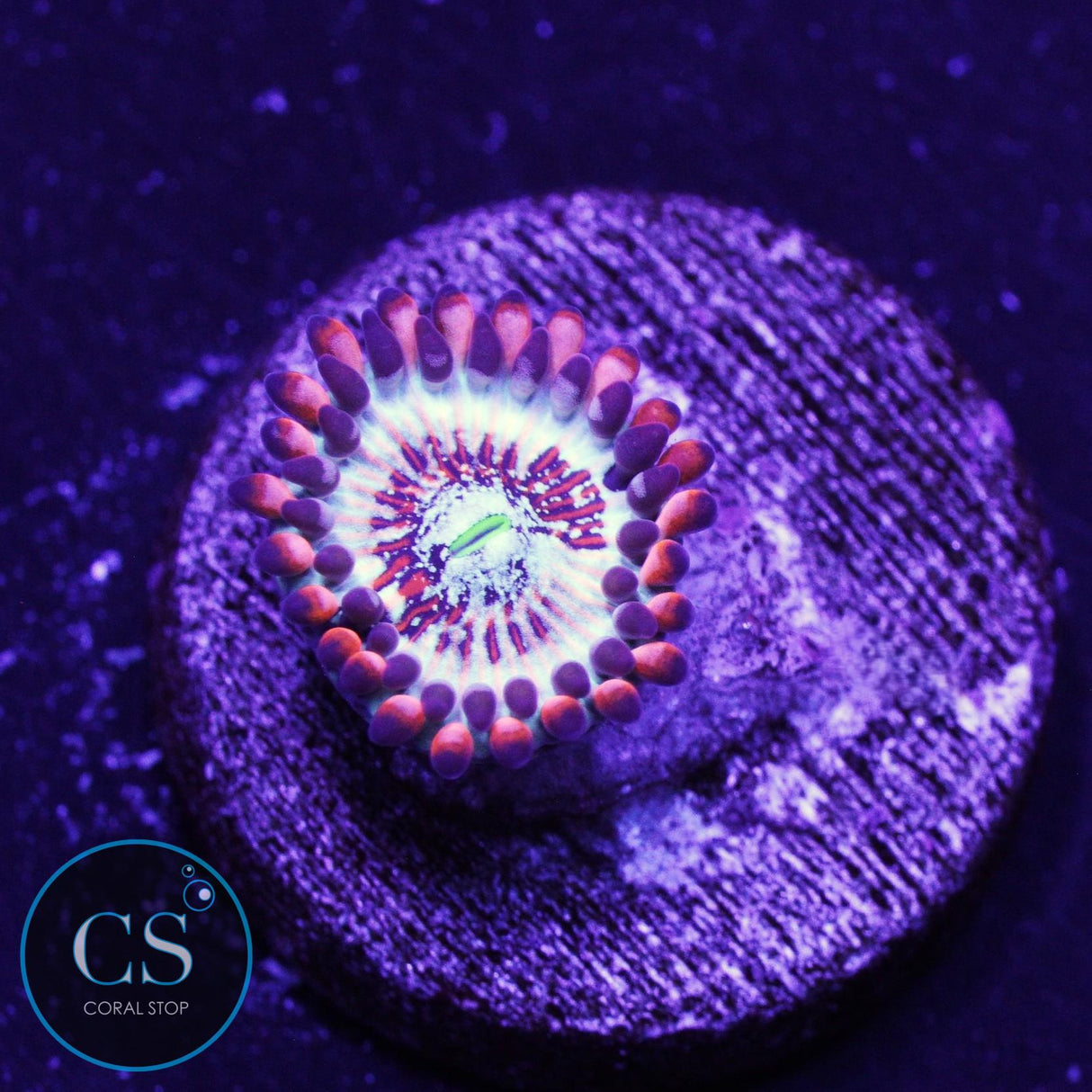CB White Zombie Zoa
