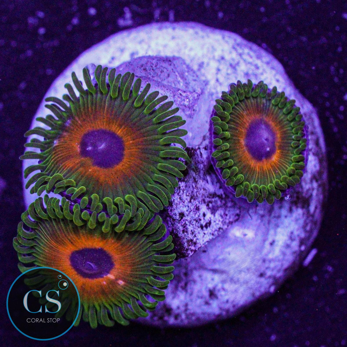 Reverse Rasta Zoa
