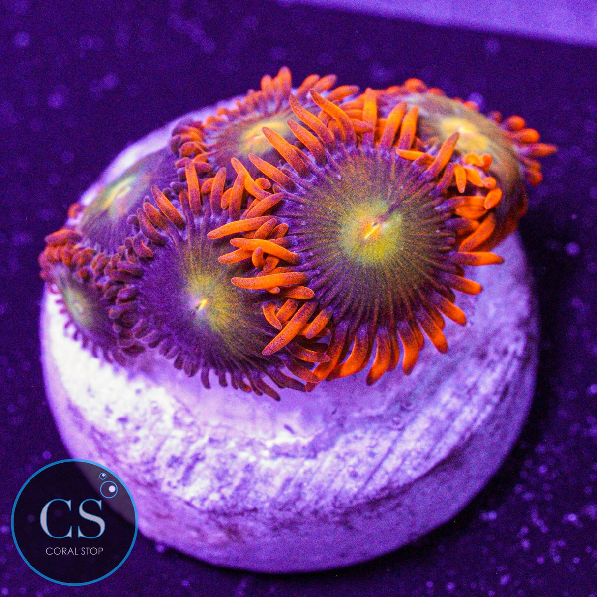 ASD Spitfire Zoa