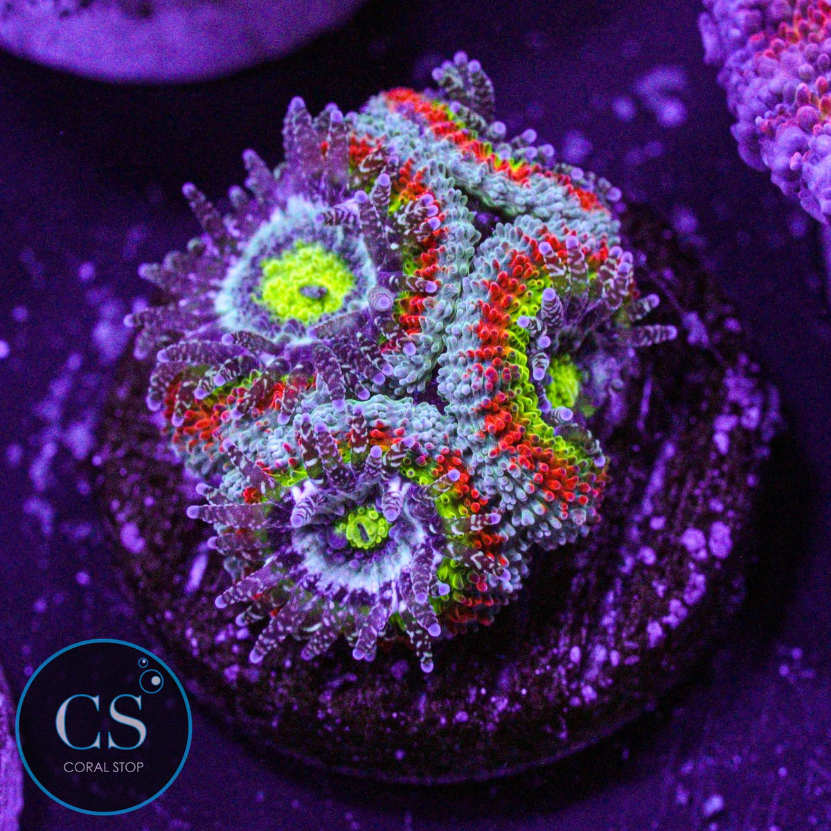 F2M Holy Grail Micromussa