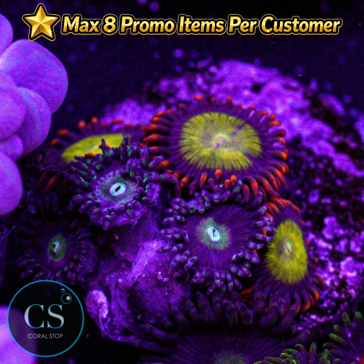 Combo Zoa