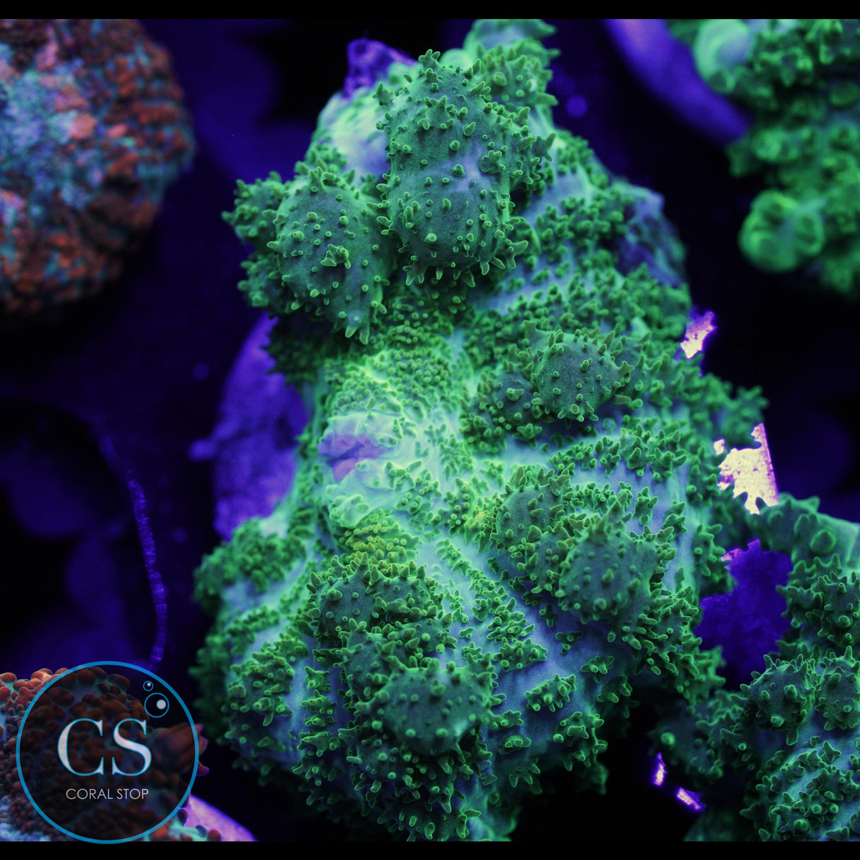 CS GHOST JUNGLE BOUNCE MUSHROOM