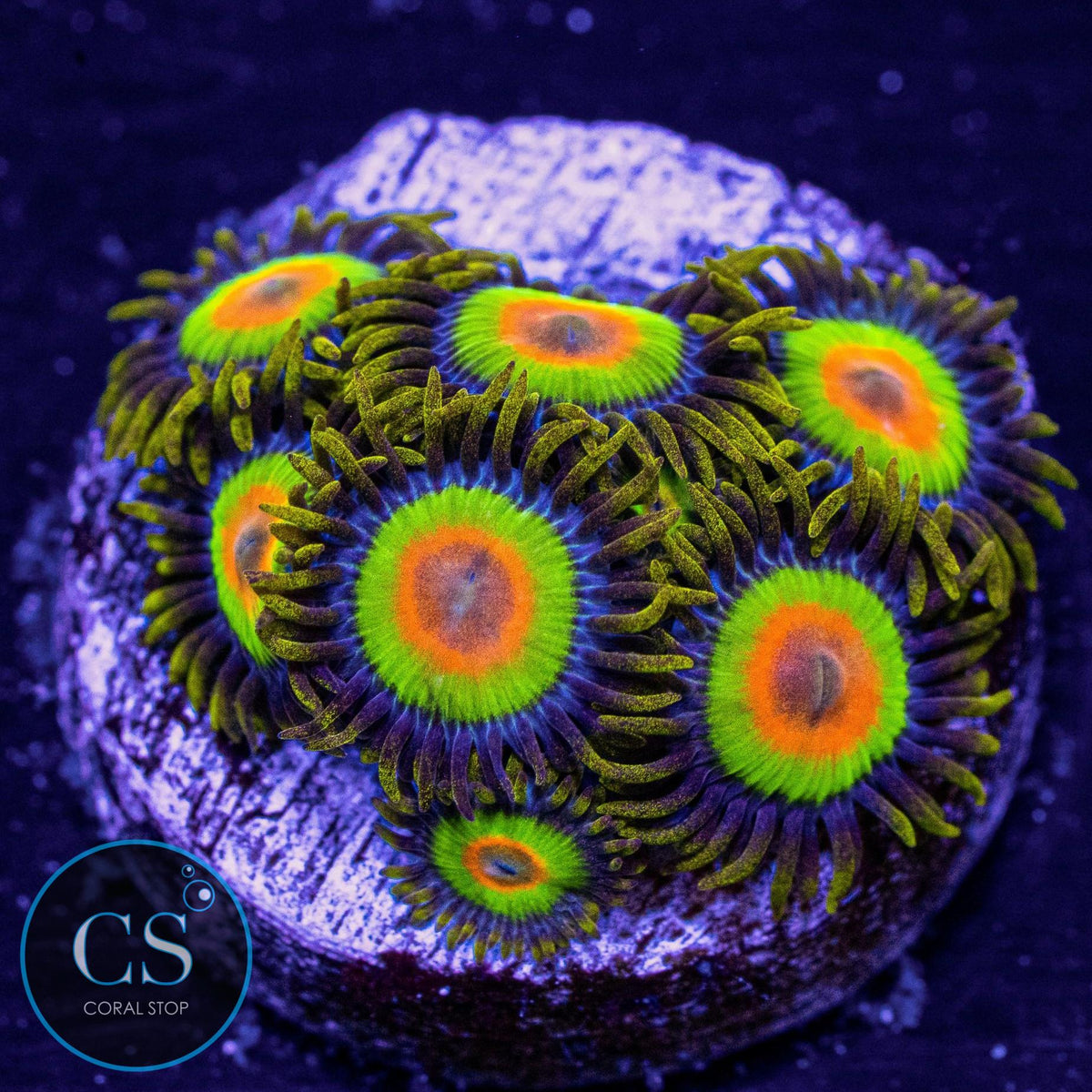 Rasta Zoa