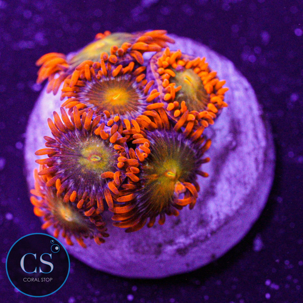 ASD Spitfire Zoa