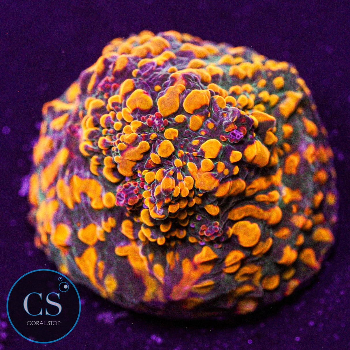CC Cloudberry Chalice